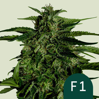 Apollo F1 Automatic (Royal Queen Seeds) feminisoitu