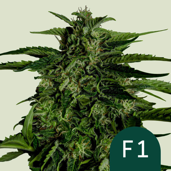 Apollo F1 Autoflower (Royal Queen Seeds) Feminisoidut