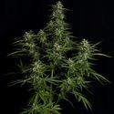 Titan F1 Autoflower (Royal Queen Seeds) Feminisoidut