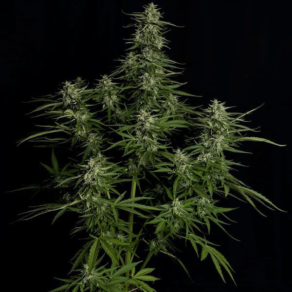 Titan F1 Autoflower (Royal Queen Seeds) Feminisoidut