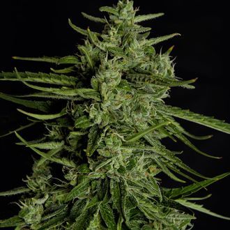 Titan F1 Autoflower (Royal Queen Seeds) Feminisoidut