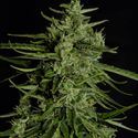 Titan F1 Autoflower (Royal Queen Seeds) Feminisoidut