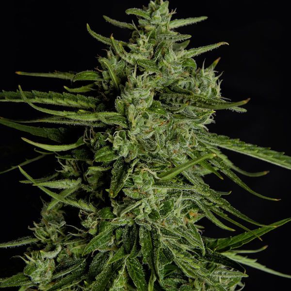 Titan F1 Autoflower (Royal Queen Seeds) Feminisoidut