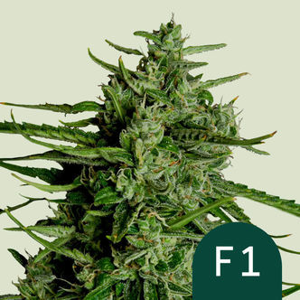 Titan F1 Automatic (Royal Queen Seeds) Feminisoidut