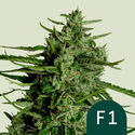 Titan F1 Autoflower (Royal Queen Seeds) Feminisoidut