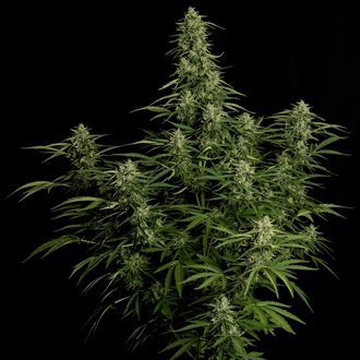 Milky Way F1 Autoflower (Royal Queen Seeds) Feminisoidut