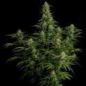 Milky Way F1 Autoflower (Royal Queen Seeds) Feminisoidut