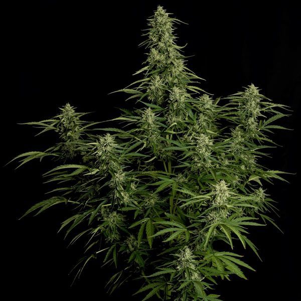 Milky Way F1 Autoflower (Royal Queen Seeds) Feminisoidut