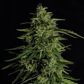 Milky Way F1 Autoflower (Royal Queen Seeds) Feminisoidut