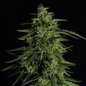 Milky Way F1 Autoflower (Royal Queen Seeds) Feminisoidut