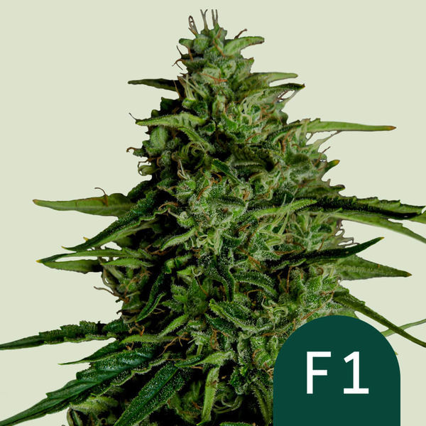 Milky Way F1 Autoflower (Royal Queen Seeds) Feminisoidut