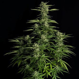 Orion F1 Auto (Royal Queen Seeds) Feminisoidut