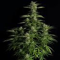 Orion F1 Auto (Royal Queen Seeds) Feminisoidut