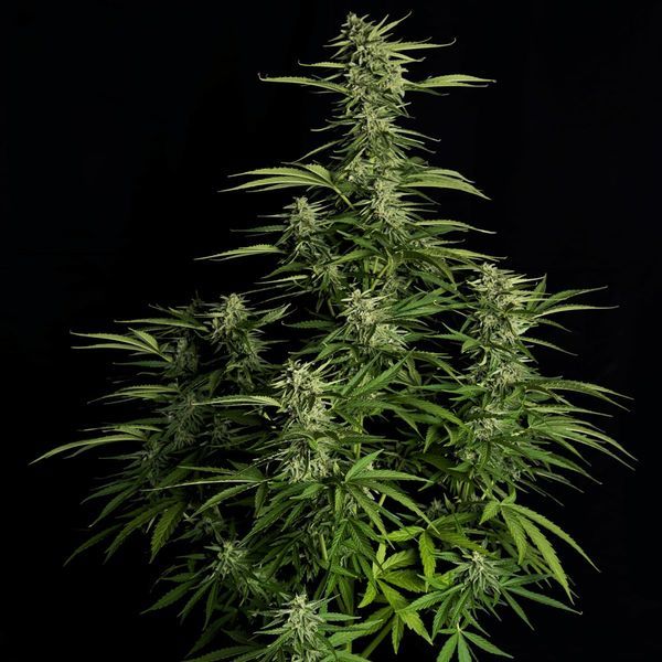 Orion F1 Auto (Royal Queen Seeds) Feminisoidut