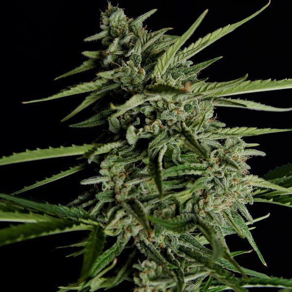 Orion F1 Auto (Royal Queen Seeds) Feminisoidut