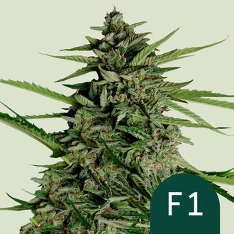 Orion F1 Auto (Royal Queen Seeds) Feminisoidut