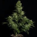 Cosmos F1 CBD Autoflower (Royal Queen Seeds) Feminisoidut