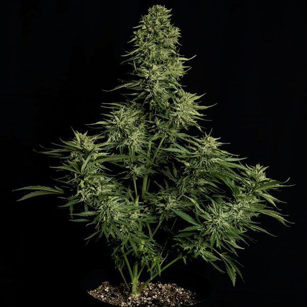 Cosmos F1 CBD Autoflower (Royal Queen Seeds) Feminisoidut
