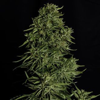 Cosmos F1 CBD Autoflower (Royal Queen Seeds) Feminisoidut