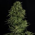 Cosmos F1 CBD Autoflower (Royal Queen Seeds) Feminisoidut