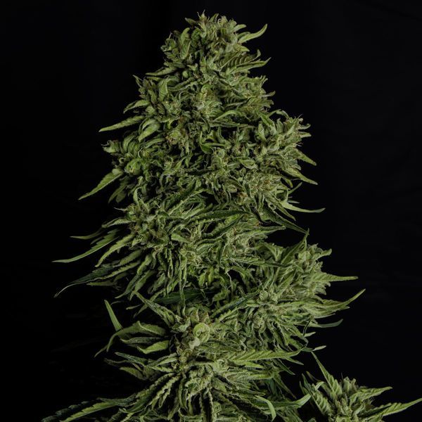 Cosmos F1 CBD Autoflower (Royal Queen Seeds) Feminisoidut