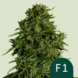Cosmos F1 CBD Autoflower (Royal Queen Seeds) Feminisoidut