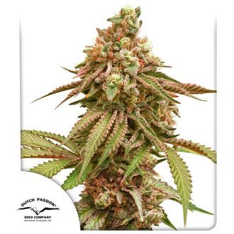 Tropical Tangie (Dutch Passion) Feminisoidut