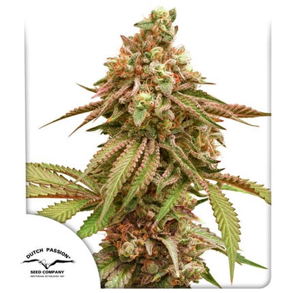 Tropical Tangie (Dutch Passion) Feminisoidut