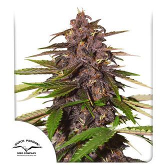 Auto Forbidden Cherry (Dutch Passion) Feminisoidut