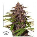 Auto Forbidden Cherry (Dutch Passion) Feminisoidut