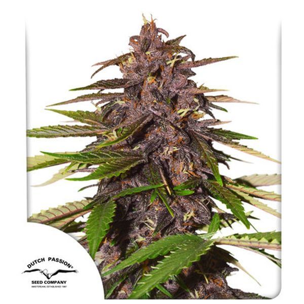 Auto Forbidden Cherry (Dutch Passion) Feminisoidut