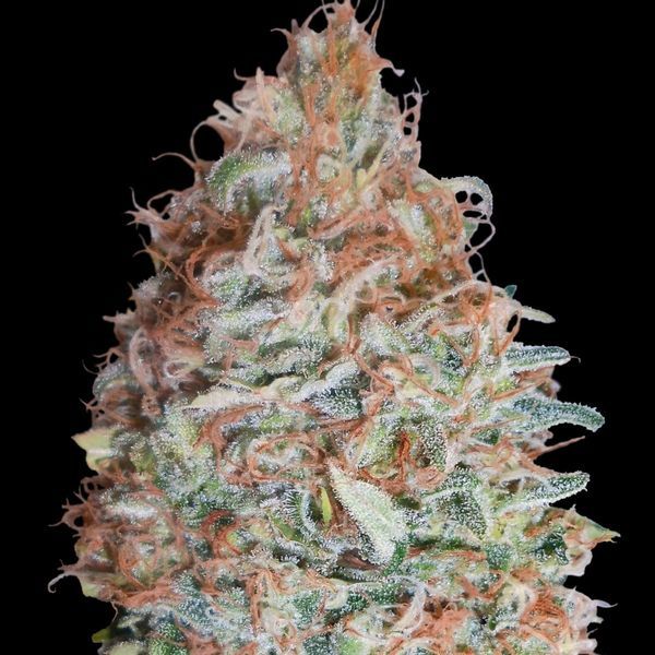 Banana Cookies (Advanced Seeds) Feminisoidut
