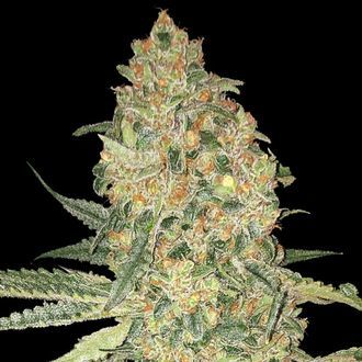 Bruce Banner (Advanced Seeds) Feminisoidut