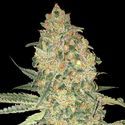 Bruce Banner (Advanced Seeds) Feminisoidut