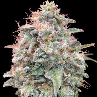 Auto Banana Cookies (Advanced Seeds) feminisoitu