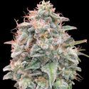 Auto Banana Cookies (Advanced Seeds) Feminisoidut