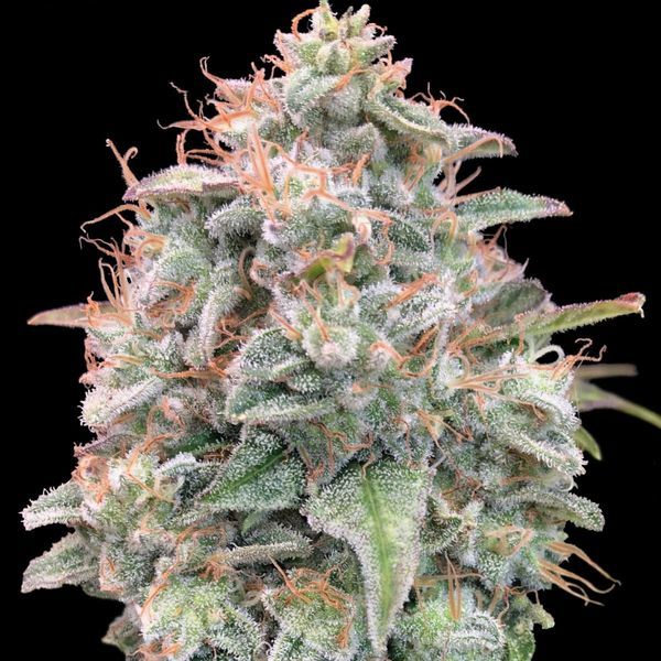 Auto Banana Cookies (Advanced Seeds) Feminisoidut