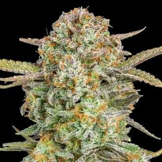 Auto Bruce Banner XXL (Advanced Seeds) Feminisoidut