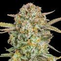 Auto Bruce Banner XXL (Advanced Seeds) Feminisoidut