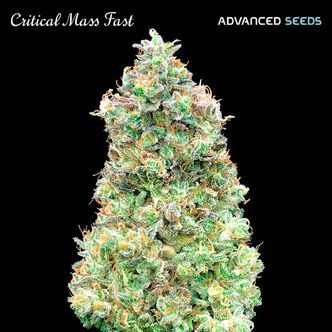 Critical Mass Fast (Advanced Seeds) feminisoidut