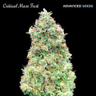 Critical Mass Fast (Advanced Seeds) Feminisoidut