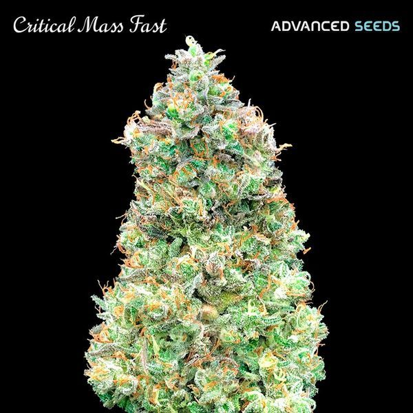 Critical Mass Fast (Advanced Seeds) Feminisoidut