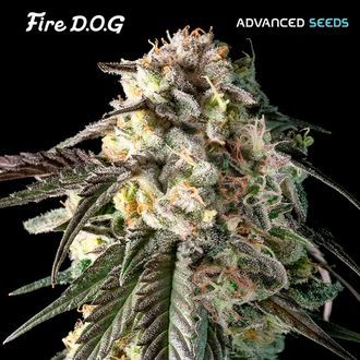 Fire DOG (Advanced Seeds) Feminisoidut
