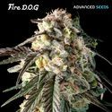 Fire DOG (Advanced Seeds) Feminisoidut