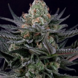 Caramba (Paradise Seeds) feminisoidut