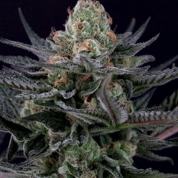 Caramba (Paradise Seeds) Feminisoidut