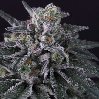 Gulupa (Paradise Seeds) feminisoidut