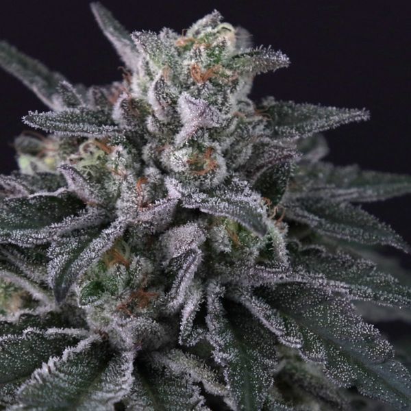 Gulupa (Paradise Seeds) Feminisoidut