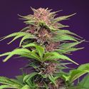 Red Mimosa XL Auto (Sweet Seeds) Feminisoidut