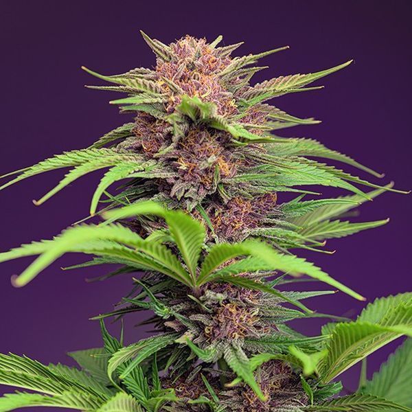 Red Mimosa XL Auto (Sweet Seeds) Feminisoidut